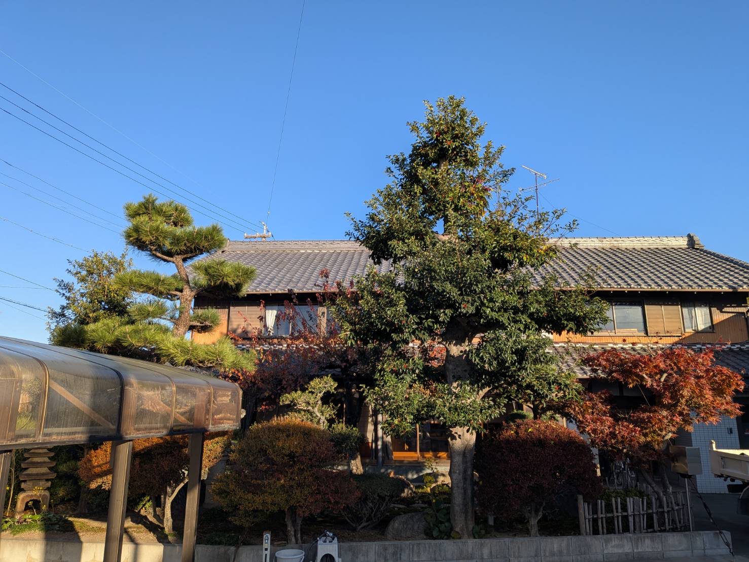 庭木剪定 施工前