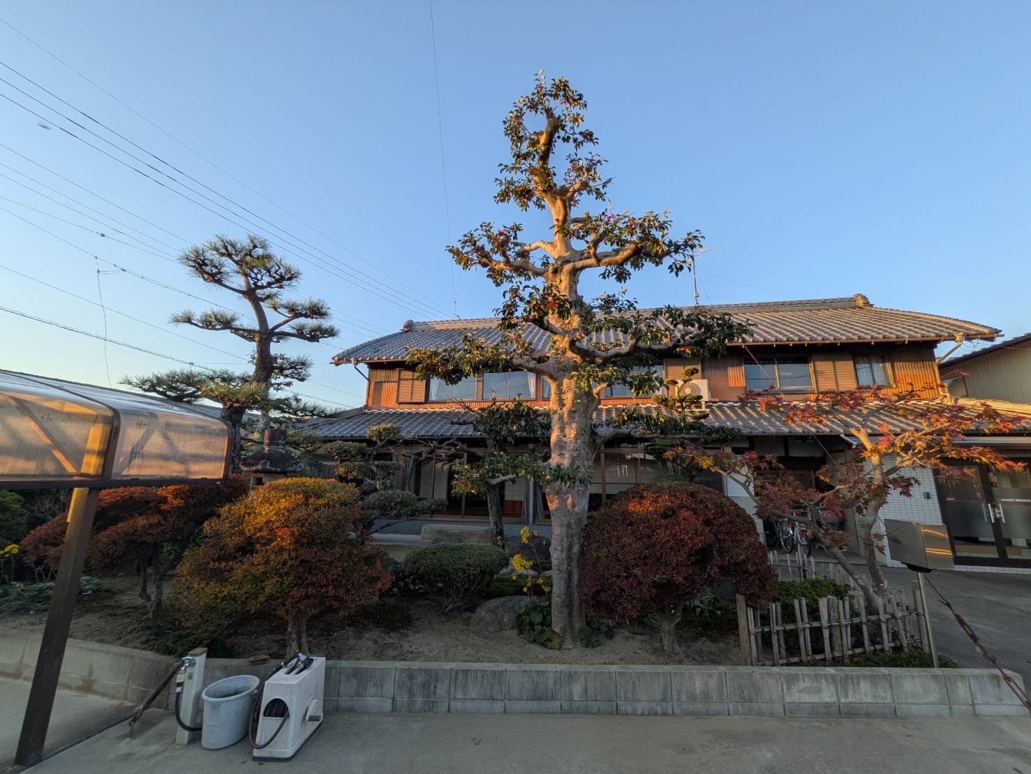 庭木剪定 施工後